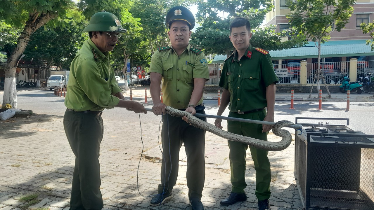 Đi hóng mát, hoảng hốt thấy một con động vật hoang dã - trăn đất nằm vắt vẻo trên cây ở Đà Nẵng- Ảnh 3.